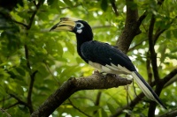 Zoborozec belolici - Anthracoceros albirostris - Oriental Pied-Hornbill o2052